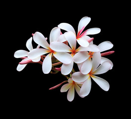 Plumeria or Frangipani or Temple tree flower. Close up yellow-pink plumeria flowers bouquet isolated on black background. Top view exotic flower bunch. 