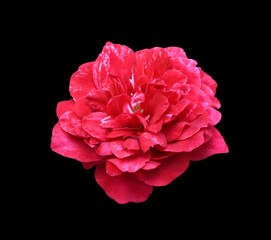 Close up red-pink single rose flowers isolated on black background. The side of exotic flowers.