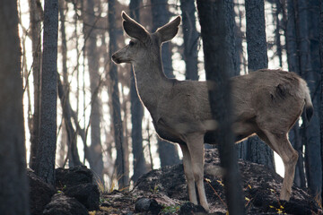 Mule Deer in the Woods