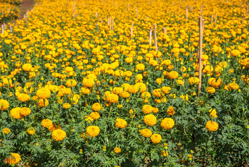 Marigold flower field meadow crop and planted in Thailand.