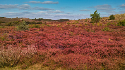 Schoorlse Dünen bei Schoorl in Nordholland