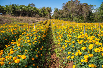 Marigold flower field meadow crop and planted in Thailand.