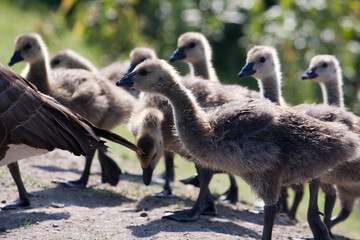 Geese and Goslings Near Pond