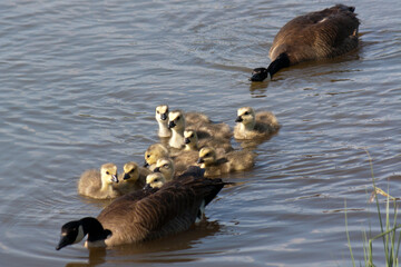 Geese and Goslings Near Pond