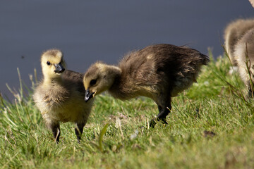 Goslings Near Pond