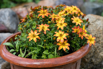 Fototapeta na wymiar beautiful yellow and orange flowers grow in the garden, pots with flowers