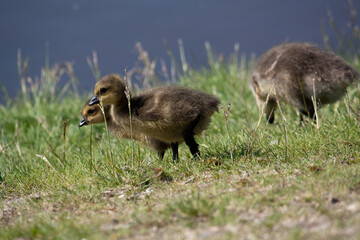 Goslings Near Pond