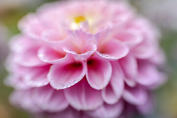 Pink Dahlia close up with water drops and blur effect