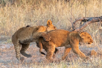 Two African lion cubs play together in the African bush