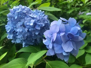 blue hydrangea flowers