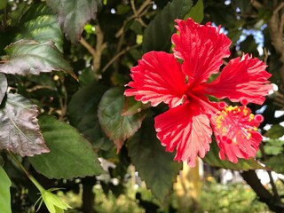 red leaves