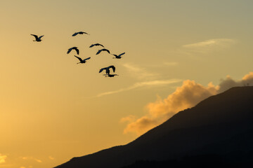 夕焼け空と野鳥