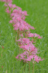 帰化植物の夏水仙