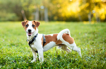 A dog of the Jack Russell breed stands on a blurred background of trees and green grass. A beautiful dog has a leash and a collar. It is on the background of the sunset. The photo is blurred