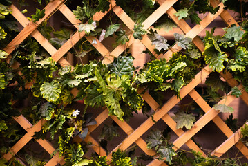 Green leaves on a wooden trellis. Wooden lattice on the veranda of a country house - obrazy, fototapety, plakaty