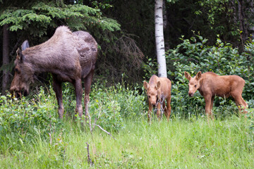 Cow Moose and Calves