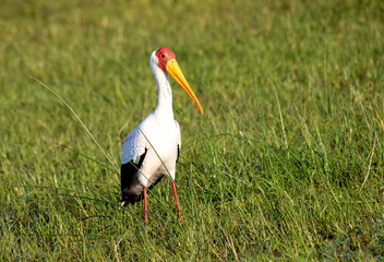 Yellow-billed stork isolated in a wetland in southern Africa