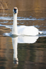 Swan