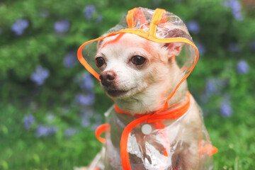 brown short hair chihuahua dog wearing rain coat hood sitting in the garden with green and purple flowers background,, looking sideway with copy space.