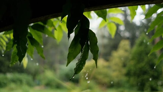 Drops of rain falling down in garden, slow motion
