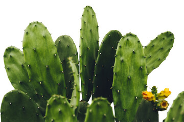 Cactus, Opuntia cochenillifera with flowers on white background with clipping path, Succulent,...