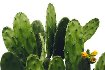 Cactus, Opuntia cochenillifera with flowers on white background with clipping path, Succulent, Cacti, Cactaceae, Tree, Drought tolerant plant.