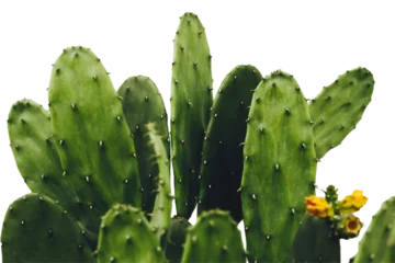 Wandcirkels aluminium Cactus, Opuntia cochenillifera with flowers on white background with clipping path, Succulent, Cacti, Cactaceae, Tree, Drought tolerant plant. © Pungu x