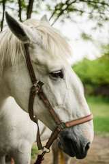 Portrait of a white horse. A cute white horse swarming near a tree. A racehorse on a farm. A horse with a saddle. A mare at a pasture. 