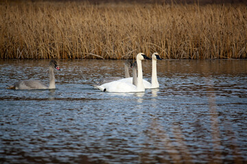 Swan Family