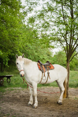 Obraz na płótnie Canvas Portrait of a white horse. A cute white horse swarming near a tree. A racehorse on a farm. A horse with a saddle. A mare at a pasture. 