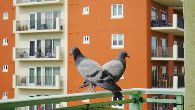 Pigeons resting on a balcony and looking around, scratching themselves, Apartment Building