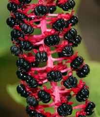 Fitolacca berries, American lakonos or berry