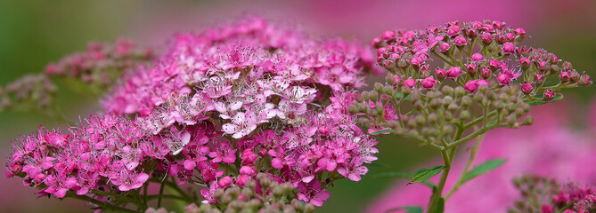 Obraz premium Japanese spirea flowers