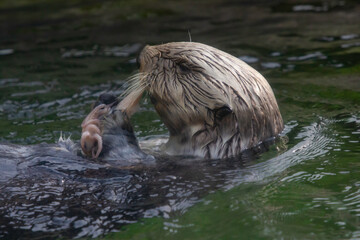 Fototapeta premium A California Sea otter having a snack
