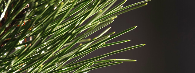 Coniferous tree branch