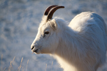 Dall Sheep Ewe