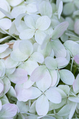 White caps of hydrangea flowers in the garden macro