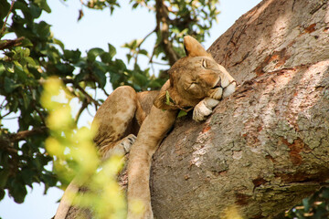 Sleeping lion cub in a tree