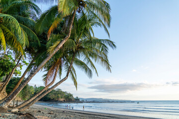 palm trees on the beach, Santa Catalina, Panama - obrazy, fototapety, plakaty