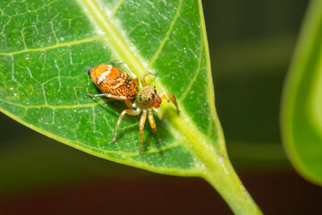 Jump spider in the green garden