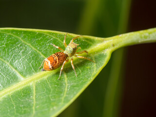 Jump spider in the green garden