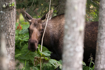 Cow Moose