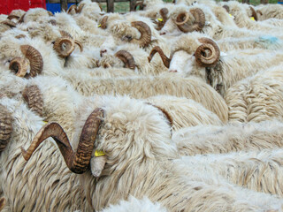 Herd of rams in Romania. Closeup view - obrazy, fototapety, plakaty