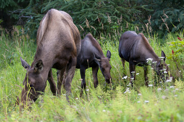 Moose Calves and Mother