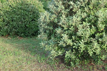 Fototapeta na wymiar Two Eleagnus x Ebbingei bushes on summer in the garden