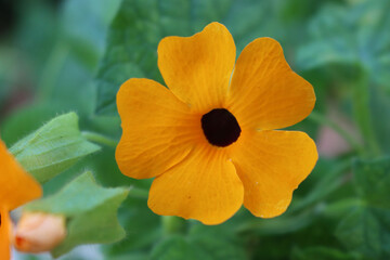 Close-up of Thunbergia alata. Thumbergia with many orange flowers on branches on summer. Climber...