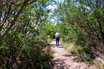 Woman with backpack walking on hiking trail through the dense laurel forest in Teno mountain range, Tenerife, Canary Islands, Spain, Europe. Path between mountain village Masca and Santiago del Teide