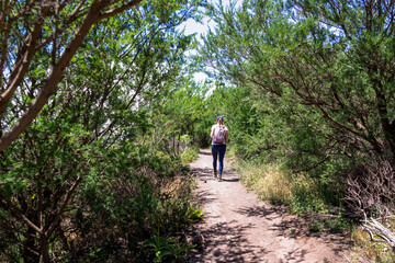 Obraz premium Woman with backpack walking on hiking trail through the dense laurel forest in Teno mountain range, Tenerife, Canary Islands, Spain, Europe. Path between mountain village Masca and Santiago del Teide