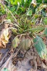 Mangelwurzel or mangold wurzel growing in agricultural field. Mangold, mangel beet, field beet, fodder beet or root of scarcity.
