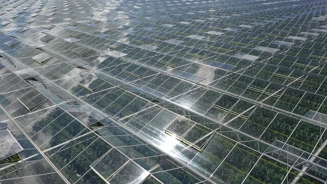 Drone flying over greenhouses and Agriculture in the Netherlands. In slow motion.